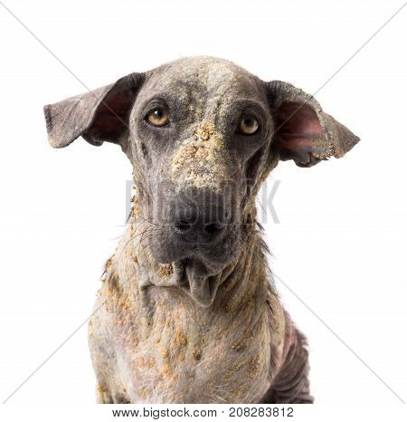 Closeup dog sick leprosy skin problem with white background