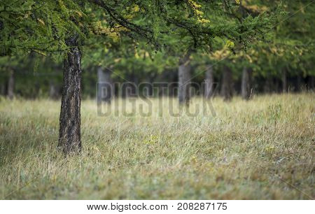coniferous taiga forest at the end of summer in northern mongolia