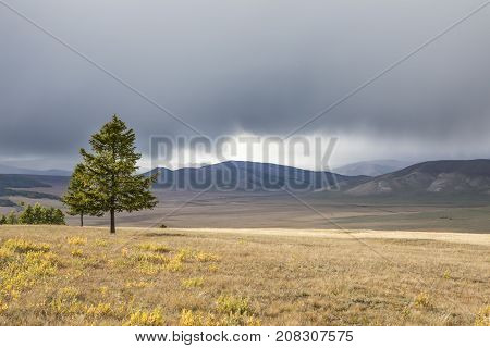 larch trees in a northern Mongolian landscape