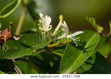 Lonicera white flowers. Honeysuckle, disambiguation plant outdoor