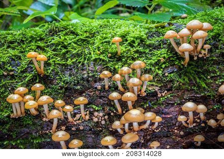 Closeup Shot Of Edible Mushrooms Commonly Known As Sheathed Woodtuft