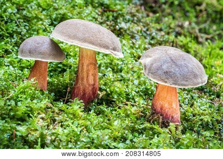Edible Mushroom Boletus Chrysenteron In Moss