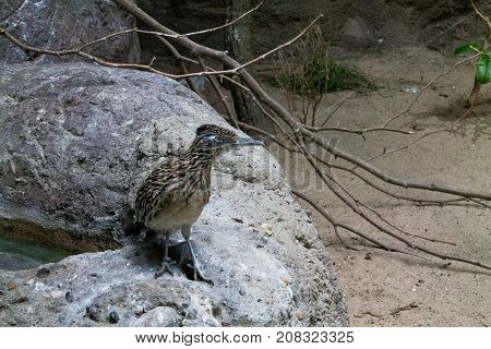 A beautiful roadrunner standing on a rock