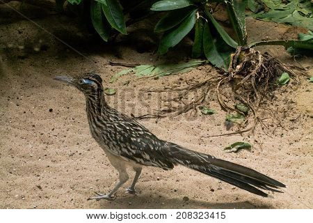 A beautiful roadrunner standing on the ground