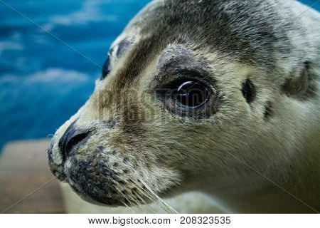 Seal head close up with a blue background