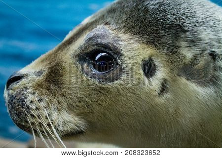 A seal head close up with blue background