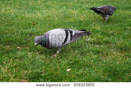 Two feeding doves on green grass in the park