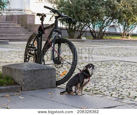 Small dog on a leash guards the bike. Alive security alarm