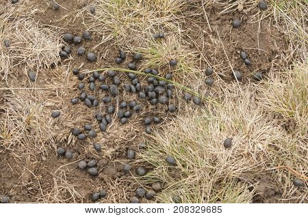 Elk excrement, scat, shit