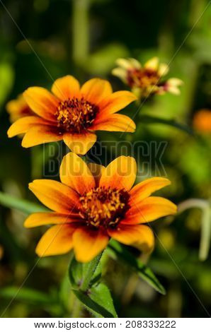 beautiful photo of bright orange-red flowers close up
