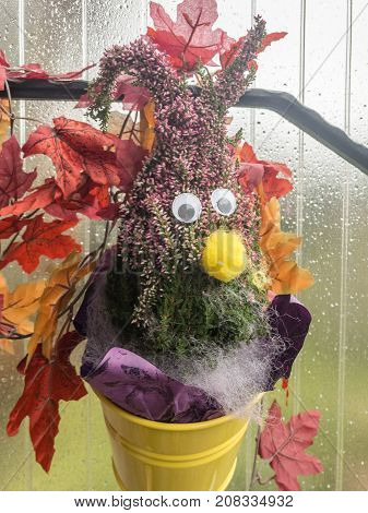 Face for decoration in a pot of Erika moss and foliage