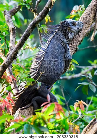 Iguana resting in a tree near Tempisque river - Muelle de San carlos, Costa Rica