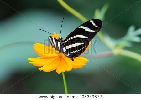 Close-up on Zebra Longwing, Heliconius Charitonia, Butterfly - Costa Rica