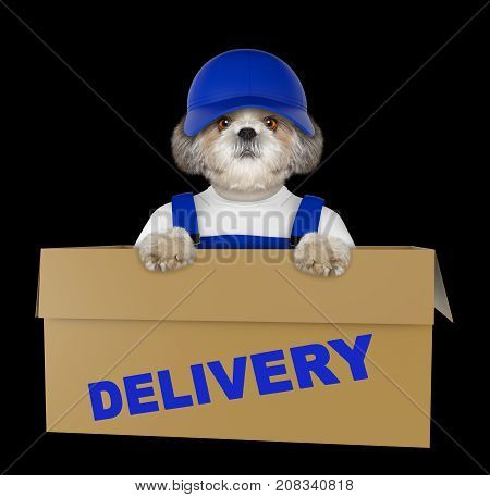 Mail shitzu dog in a very big moving box. Isolated on black background