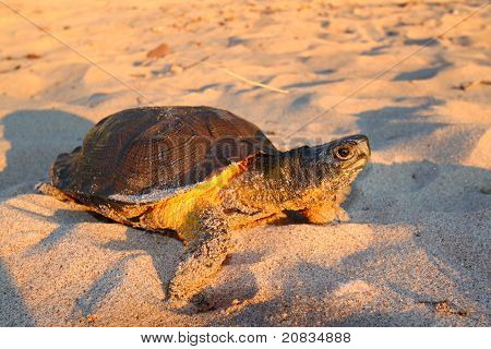 Female Wood Turtle (Glyptemys insculpta) looking for a nesting site in Michigan.