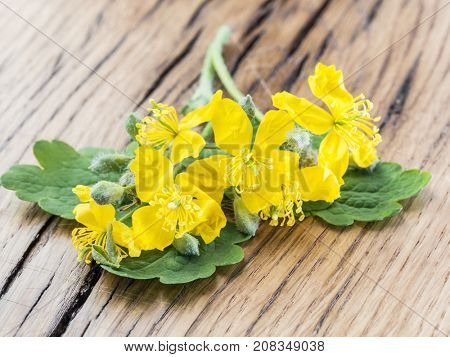 Greater celandine flower, swallowwort on the wooden background.