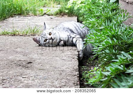 Cat Lies In Green Grass On The Summer Garden Background