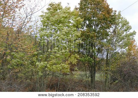Autumn Natural Landscape Of Prokopske Udoli In Prague