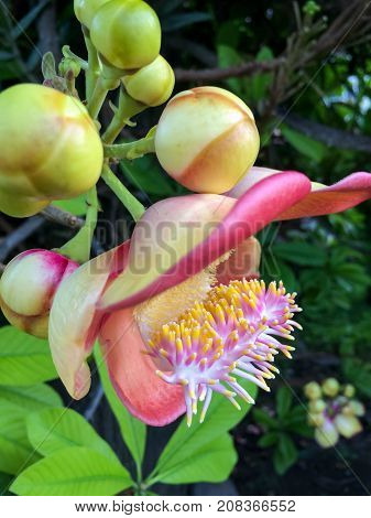 Close up Shorea robusta, also known as Shala Tree, is a species of tree belonging to the Dipterocarpaceae family.Sal is the beginning of the Buddha's birth while the mother was induced limb.