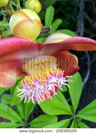 Close up Shorea robusta, also known as Shala Tree, is a species of tree belonging to the Dipterocarpaceae family.Sal is the beginning of the Buddha's birth while the mother was induced limb.