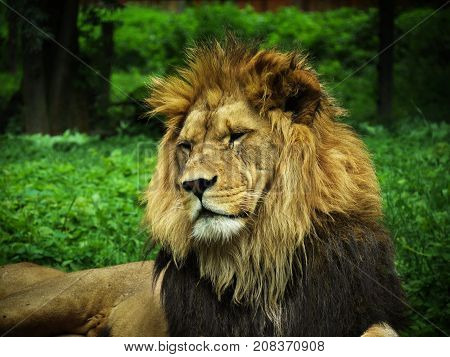 A lion in a safari run in Dvur Kralove