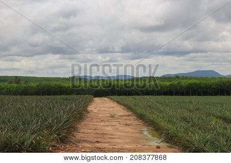 Long dirt road passes through green countryside with cloundy sky.