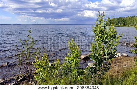 few birch trees on the shore of the lake on a background of white cloudy sky, South Ural, Uvildy