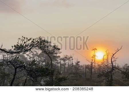 The sun Latvia.Dunikas swamp and mist rises