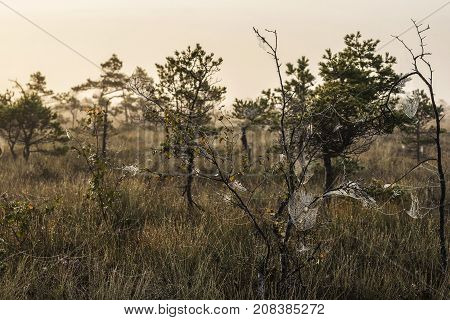 The sun Latvia.Dunikas swamp and mist rises