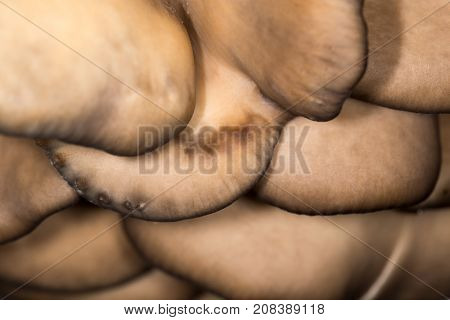 oyster mushrooms as a background. close-up . In the park in nature