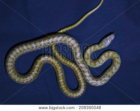 Yellow striped snake on dark-blue background rare