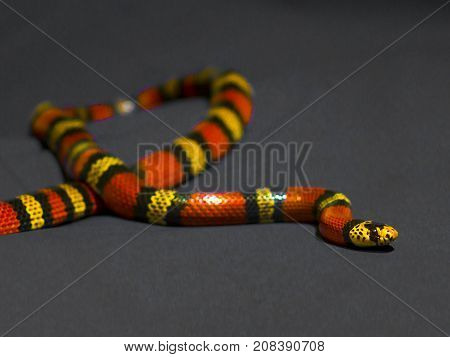 Red and Yellow striped snake on grey background rare