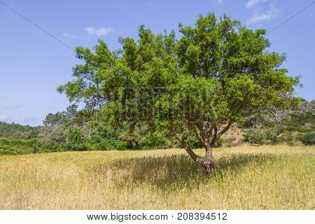 Cork Tree In A Farm In Aljezur
