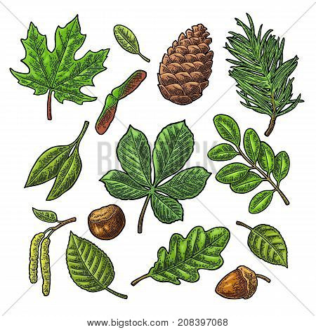 Set leaf, acorn, chestnut and seed. Vector vintage color engraved illustration. Isolated on white background