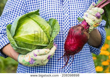 Female Farmer In Blue-White Shirt Hold In Her Hand Fresh Green Cabbage And Beet On Backgroung Of Vegetable Garden. Seasonal Time Harvesting Vegetables.