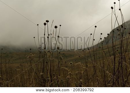 gloomy valley in the mountains covered with a cloud visible through the dry stems of the autumn weeds