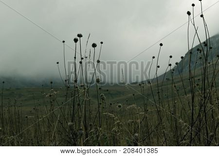gloomy valley in the mountains covered with a cloud visible through the dry stems of the autumn weeds