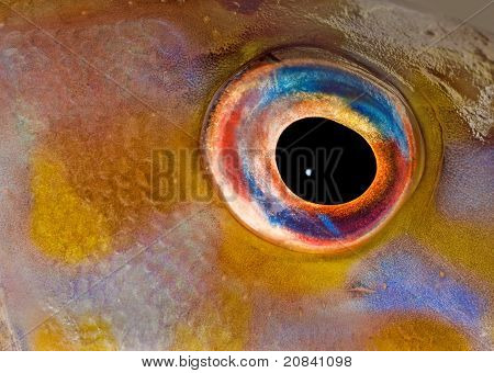 Fish Eye fermer vers le haut