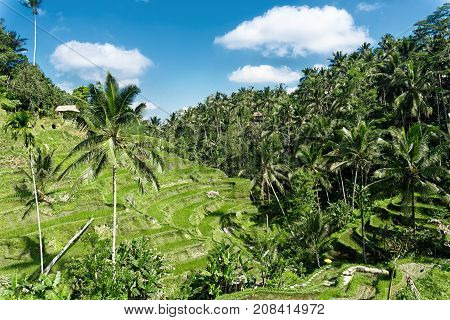 Aerial view of Tegalalang Rice Terrace in Ubud Bali Indonesia.