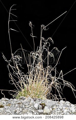 sere grass plant on gravel ground in black back