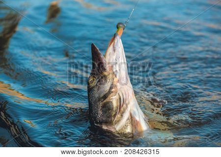 Fish pike caught on a hook in a freshwater pond.