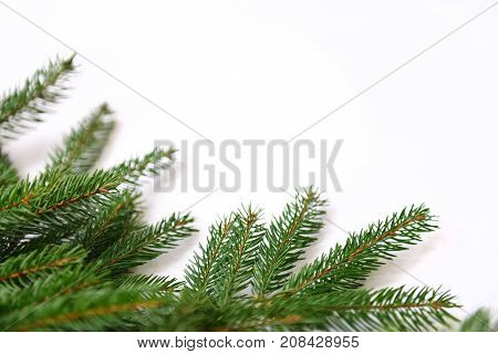 spruce branches on a white background. isolate. for New Year's collage