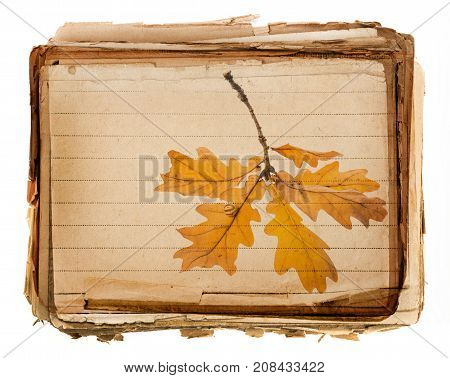 old book - old paper texture in detail and autumnal branch