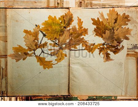 old book - old paper texture in detail and autumnal branch