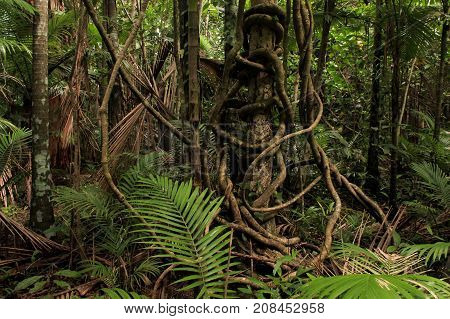 twisted vines in the rainforest, in far north Queensland, Australia
