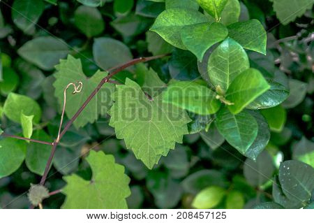 Heart Shaped  Jagged Leaf On A Vine In Selective Focus