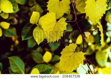 Heart Shaped  Jagged Leaf On A Vine In Selective Focus