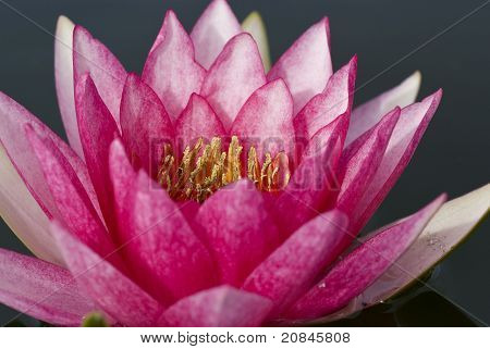 บัวฝรั่งสีชมพู