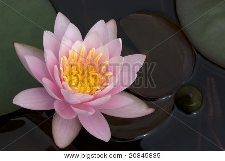 บัวฝรั่งสีชมพู