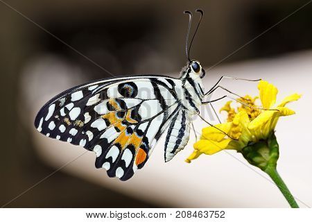 Lime Butterfly (papilio Demoleus)